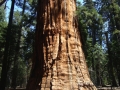 Sequoia NP